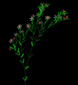 3dplant-1-.jpg